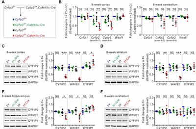 Enhanced Prefrontal Neuronal Activity and Social Dominance Behavior in Postnatal Forebrain Excitatory Neuron-Specific Cyfip2 Knock-Out Mice